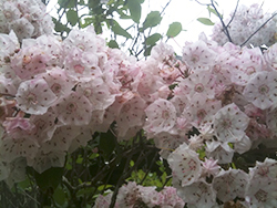 kalmia latifolia in bloom